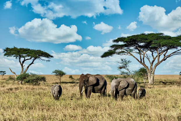 Safari